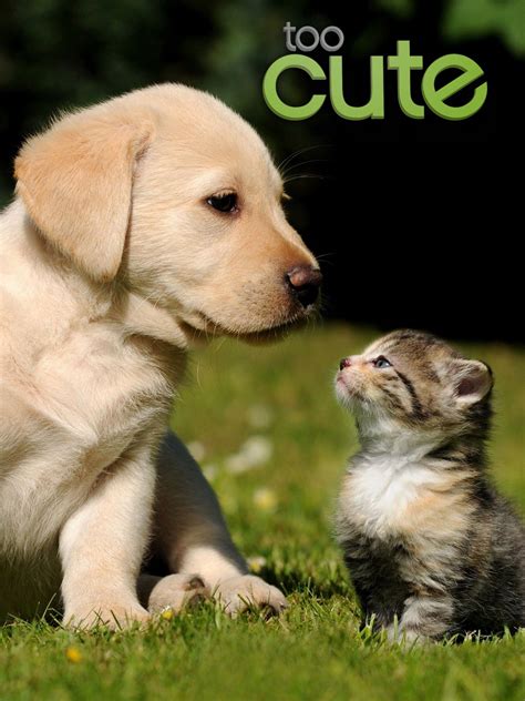 Too Cute Puppies