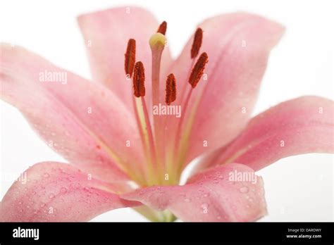 Beautiful Lily flower over white Stock Photo - Alamy