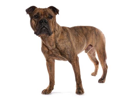 Victorian Bulldog Boxer Mix