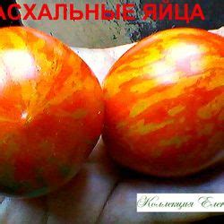 Томат Пасхальное яйцо: описание сорта, отзывы, урожайность | tomatland ...