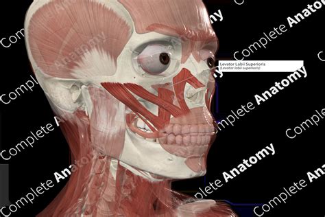 Levator Labii Superioris | Complete Anatomy