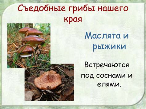 Грибы съедобные и несъедобные. Правила сбора грибов. 3 класс ...
