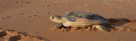 Flatback Sea Turtle – Sea Turtle Preservation Society