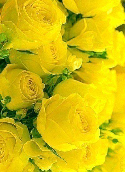 Жёлтые розы | Yellow roses, Beautiful flowers, Pretty flowers