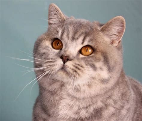 breeders  british shorthair cat club