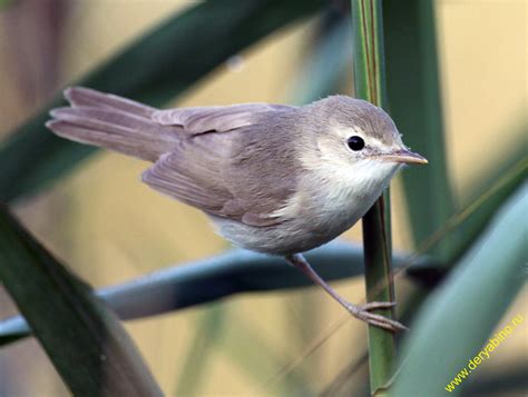 Пеночка-весничка Phylloscopus trochilus Willow Warbler