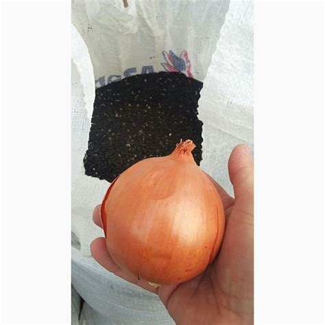 Продается семена лука сорт берекет, банко и пандеро — Agro-Uzbekistan