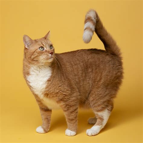 do cats wag their tails when happy 7