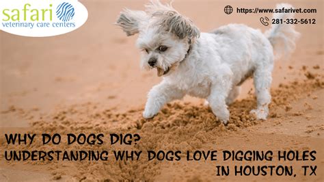 Why Do Dogs Dig? Understanding Why Dogs Love Digging Holes In Houston ...