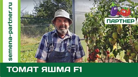 СУПЕРТОМАТ ДЛЯ ЗАСОЛКИ – ЯШМА F1 - YouTube