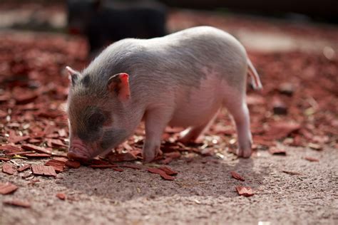 Kostenlose foto : Natur, Bauernhof, niedlich, Tierwelt, Haustier