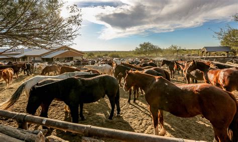 Tanque Verde Ranch - Arizona Ranch - All Roads North