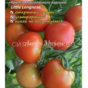 Томаты Мязиной