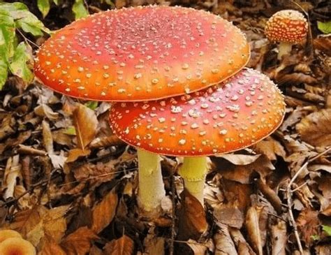 Блог компании | Amazonica
