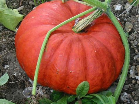 Abobora É Um Vegetal - Abóbora: Fruta ou Vegetal? Classificação, características e todos os ...
