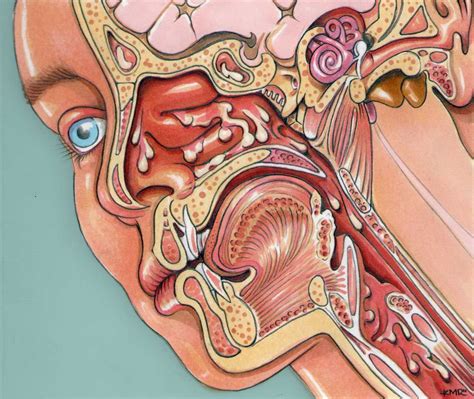 The interconnection of the ear, nose and throat