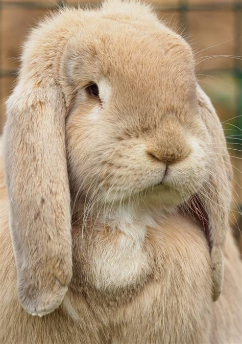 Supporting World Rabbit Awareness Week - Wildheart Animal Sanctuary ...