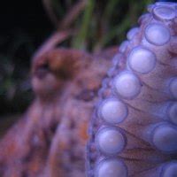 Tree Octopus Facts | eHow