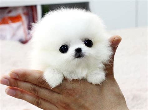 pomeranian teacup full grown   markd wallpapersafari