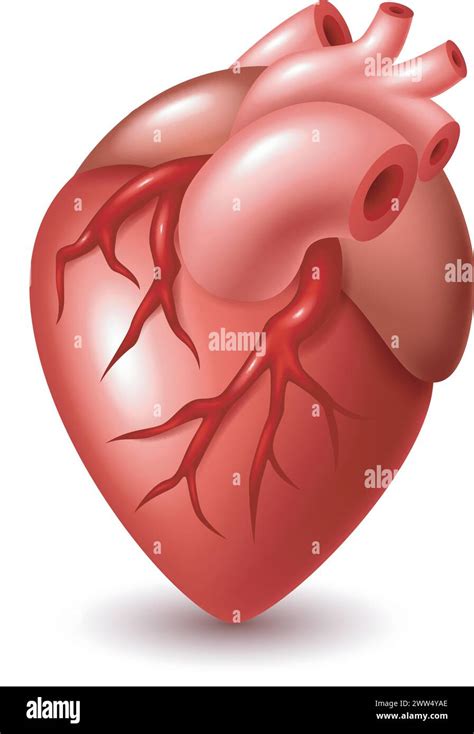 shiny human heart vector illustration stock vector image art alamy