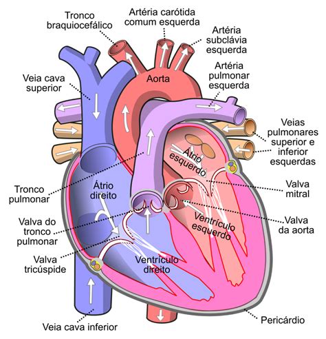 Anatomia Do Coraçao - Coração – Valvas cardíacas – Anatomia papel e caneta