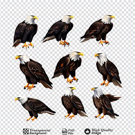 Premium PSD | Collection set of a bald eagle in various flight