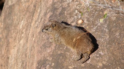 Das Dassie Nature - Free photo on Pixabay - Pixabay