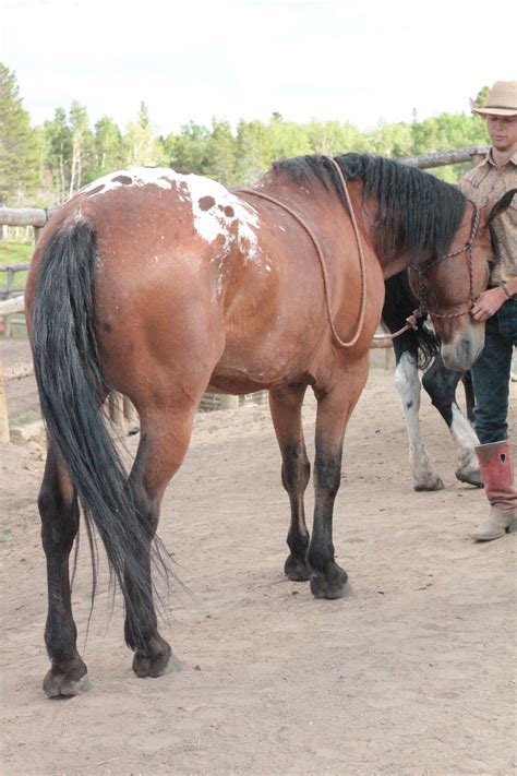 Andalusian Appaloosa cross..how pretty | Pretty horses, Horse aesthetic
