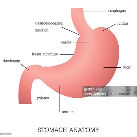structure  function  stomach anatomy system high res vector