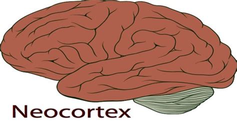 Neocortex - Assignment Point