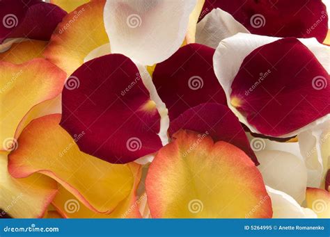 Petals. stock image. Image of detail, fragrant, aromatherapy - 5264995