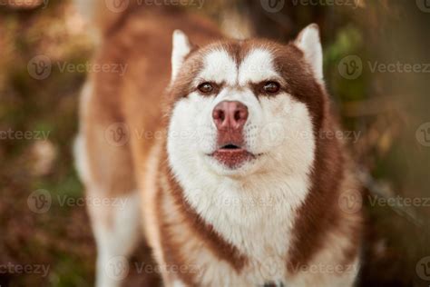 Siberian Husky dog portrait with brown eyes and red brown color, cute ...