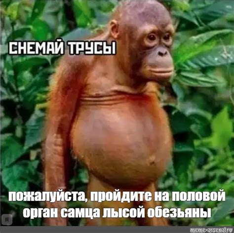 Создать мем "животные веселые, смешные картиночки, смешные животные ...