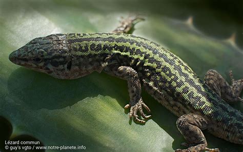 Lézard commun