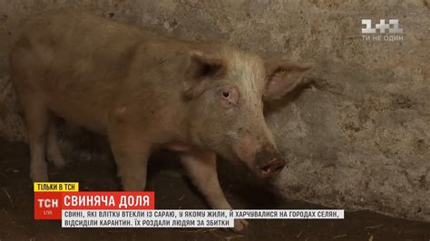 Яка доля чекає на стадо свиней, що влітку втекло з сараю і нищило ...