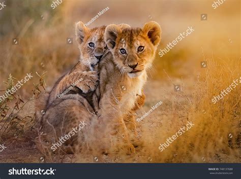 Lion Cubs Playing Stock Photo 748137688 | Shutterstock