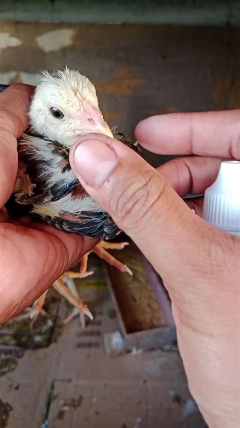 gamot sa coccidiosis ng manok tiktok