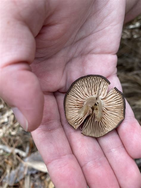Anyone have any ideas? Found in sandy, acidic soil in Florida : r/mycology
