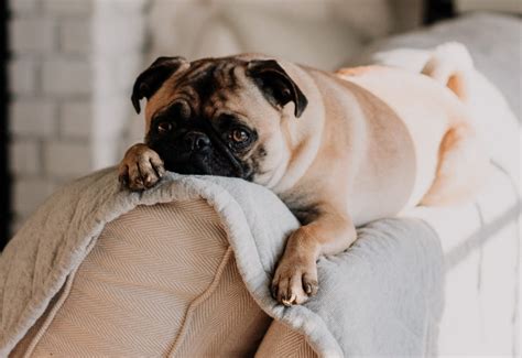 how much does it cost to put down a pet