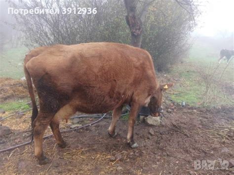 Продам 4 броя крави,всички млячни в Крави в гр. Кърджали - ID43313246 ...