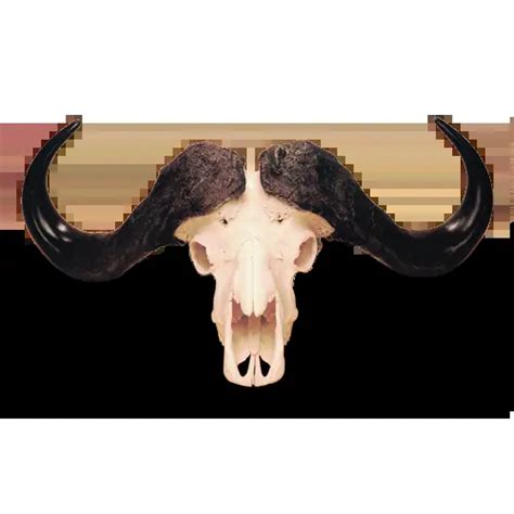 Cape Buffalo Skull - Wildlife Etc LLC