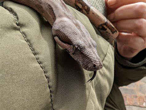 Beautiful Rocky : r/snakes