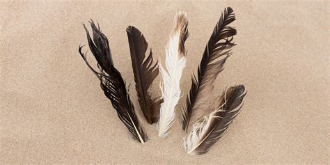 feathers