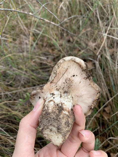 Груздь осиновый (Груздь Тополевый) (Lactarius controversus) фото и описание