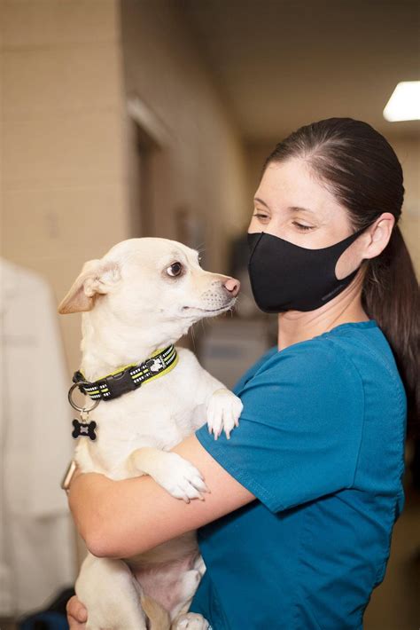Dog & Cat Hospice Care In Gilbert AZ I Arizona Veterinary Oncology