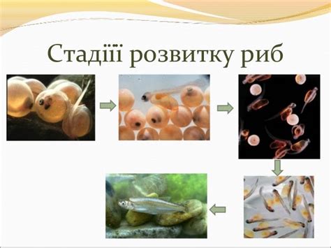 розмноження риб