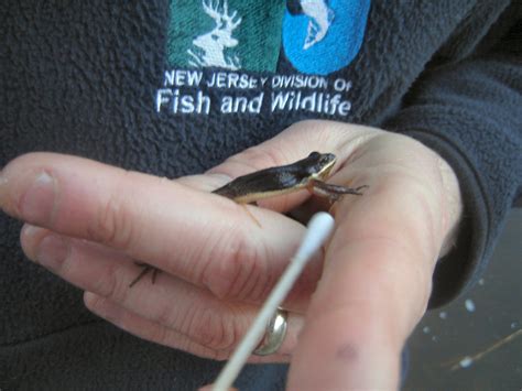 NJDEP New Jersey Department of Environmental Protection