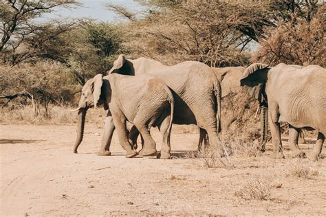 Tanzania Bucket List Experiences | Primate World Safaris