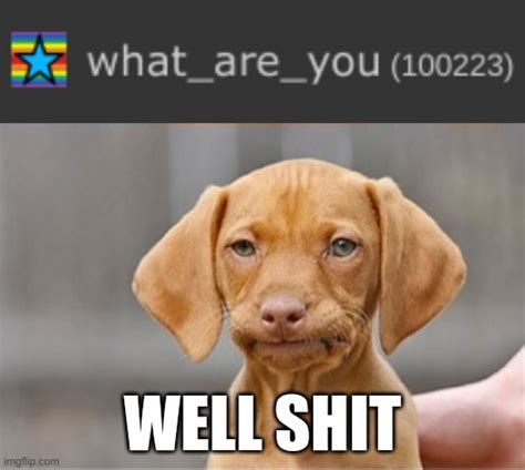 shit dog meme