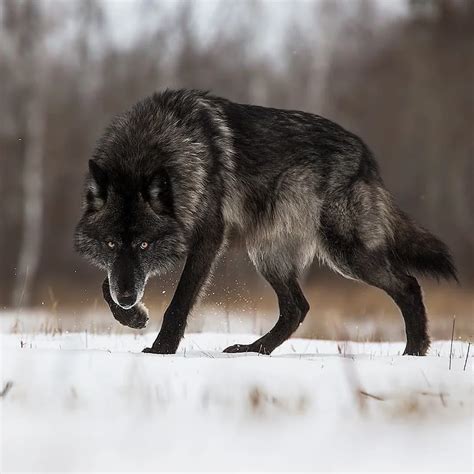 🔥 A large black wolf in the snow : NatureIsFuckingLit | Timber wolf ...